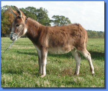 Ass-Pirin Acres Foxy Poquito
