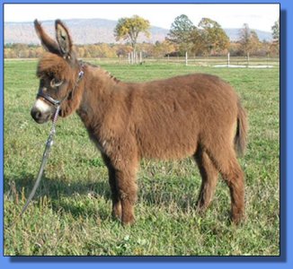 Ass-Pirin Acres Tecumsah