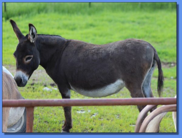 Marabia Farm's Amy