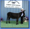 Ass-Pirin Acres Angus
