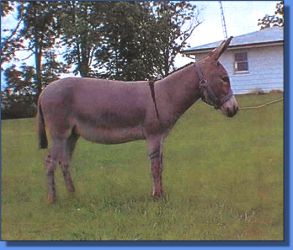 Darla - Lot 12