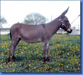 Dazzle - Lot 2