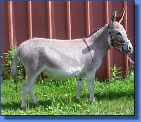 Hotsy Totsy - Lot 1