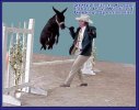 Circle C Motown's Secret - 3rd Coon Jumping